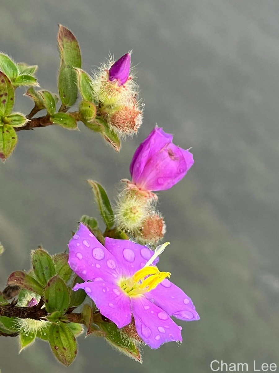 Osbeckia rubicunda Arn.